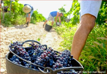C’est l’automne, et l’automne, c’est la saison des… vendanges !