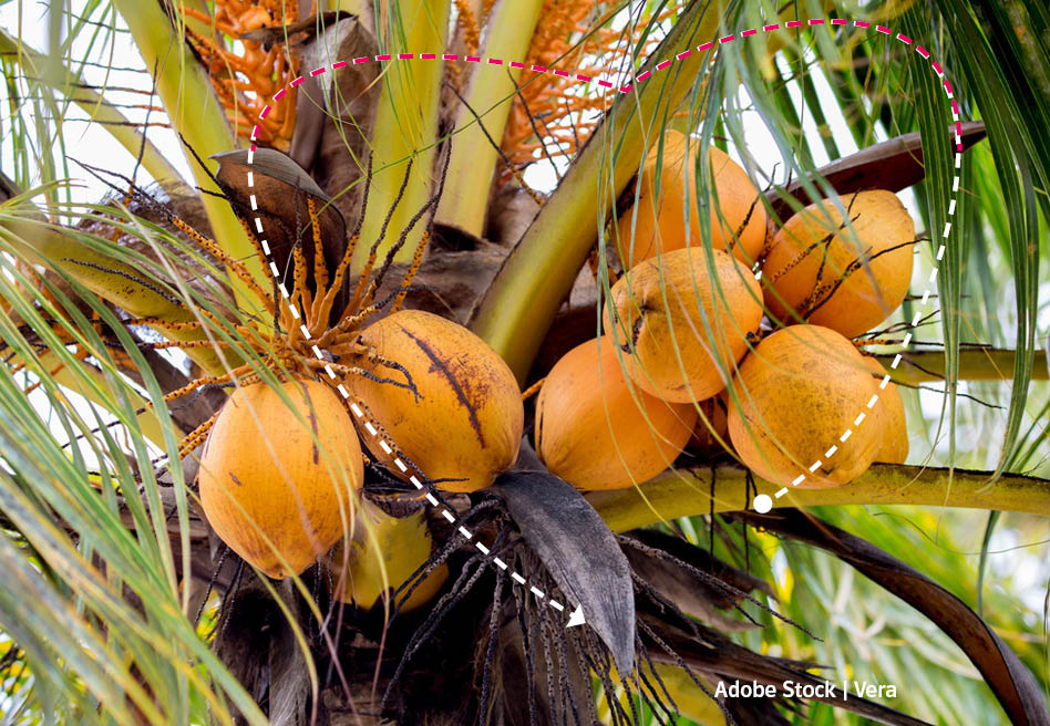 Tous ensemble Blog Kalenderblatt September 2025 Palme mit gelben Coco de mer-Nüssen